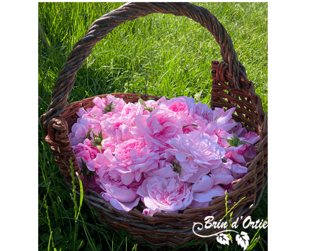 Gelée de rose