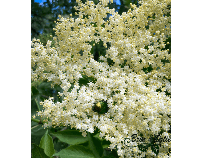 Gelée de fleurs de sureau