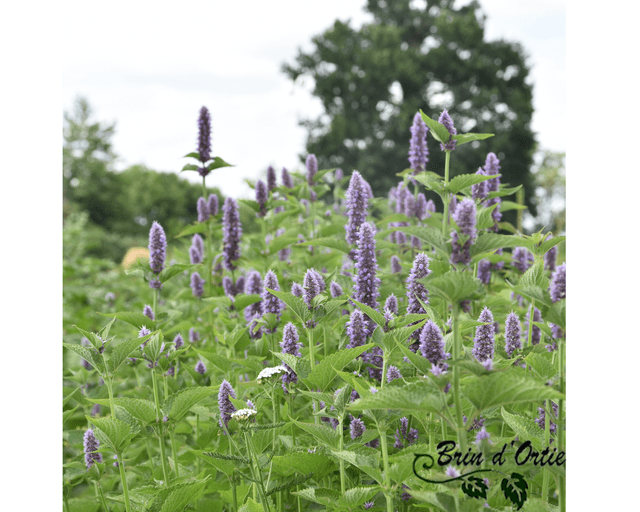 Gelée Agastache