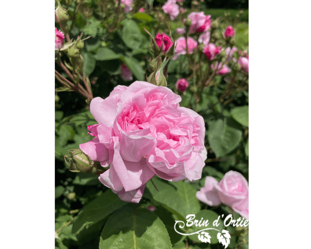 Gelée de rose