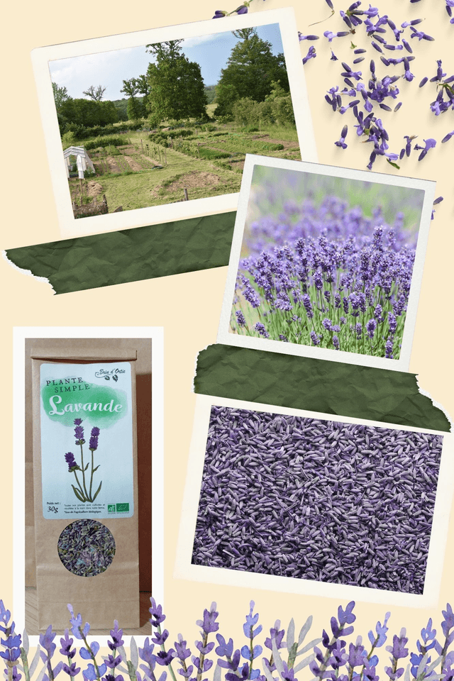 Fleur simple, Lavande