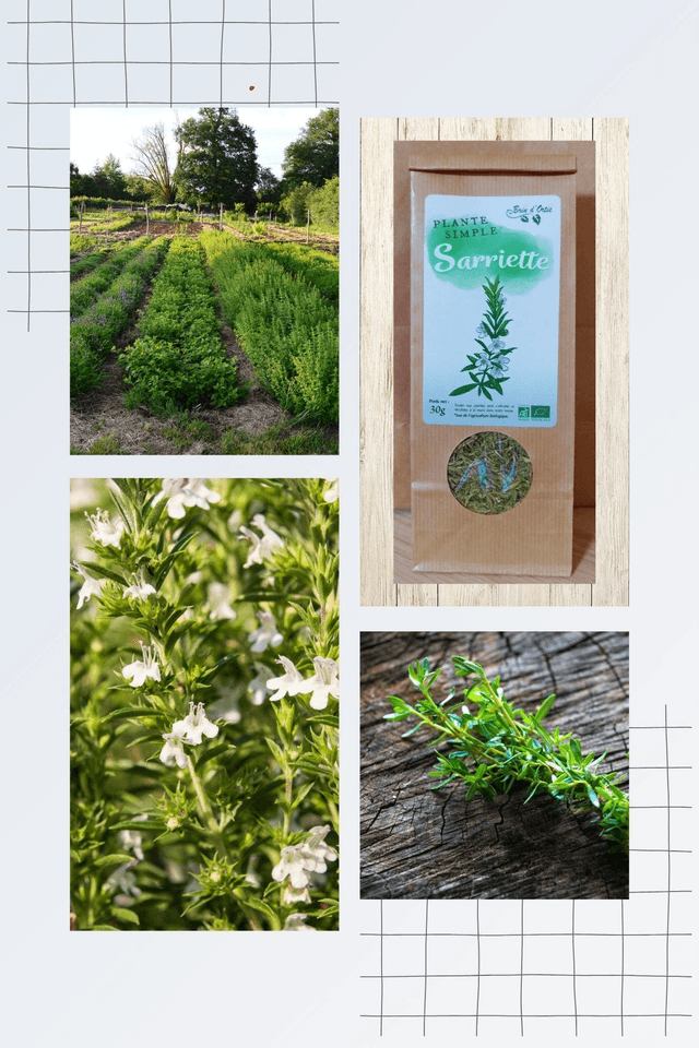 Plante simple, Sarriette