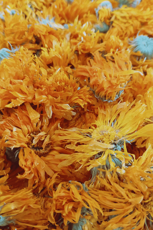 Fleur simple, Calendula
