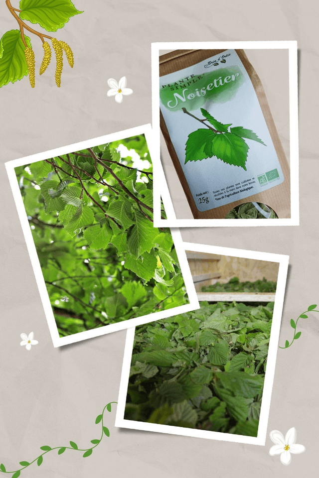 Plante simple, Noisetier