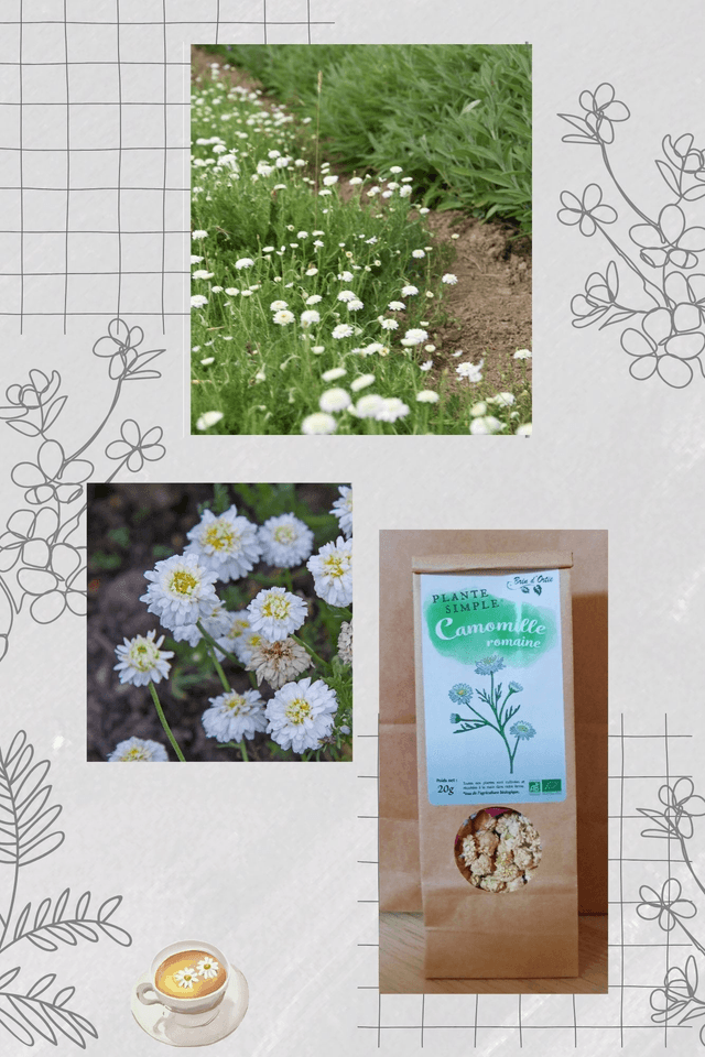 Fleur simple, Camomille romaine