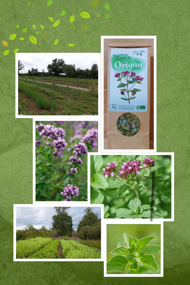 Plante simple, Origan