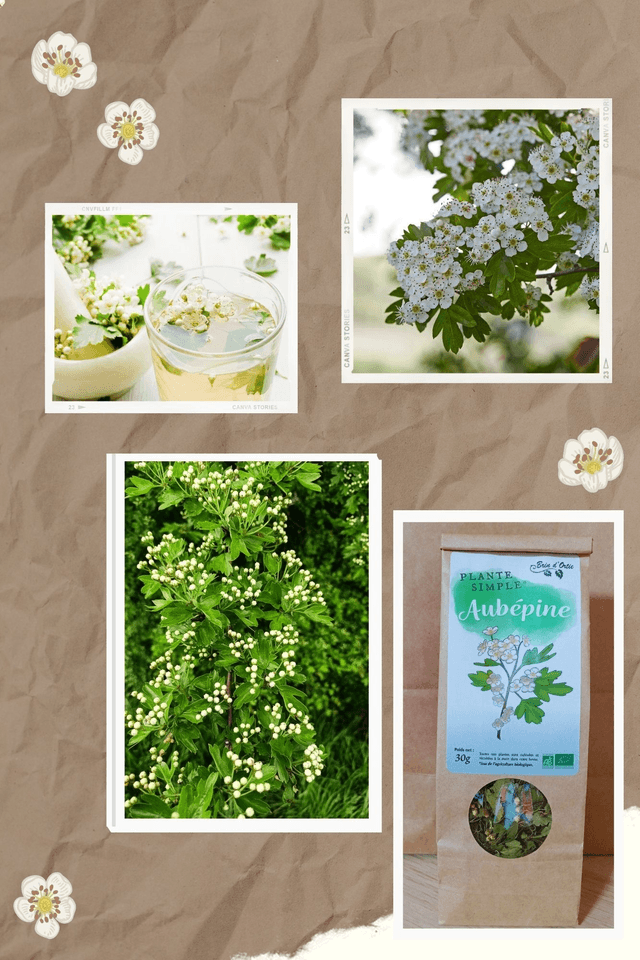 Fleur simple, Aubépine