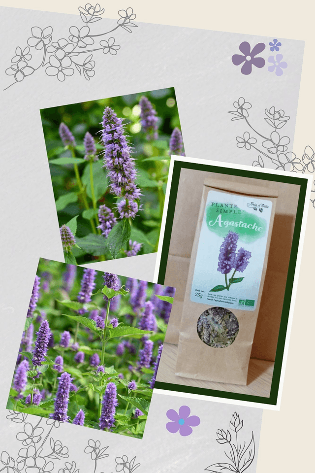 Plante simple, Agastache