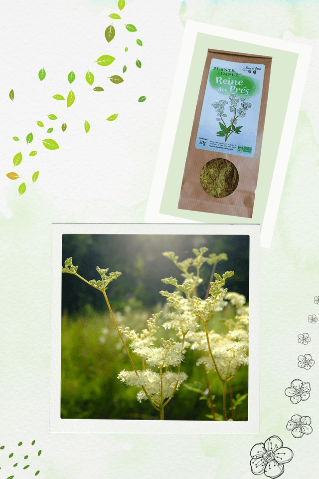 Fleur simple, Reine des prés