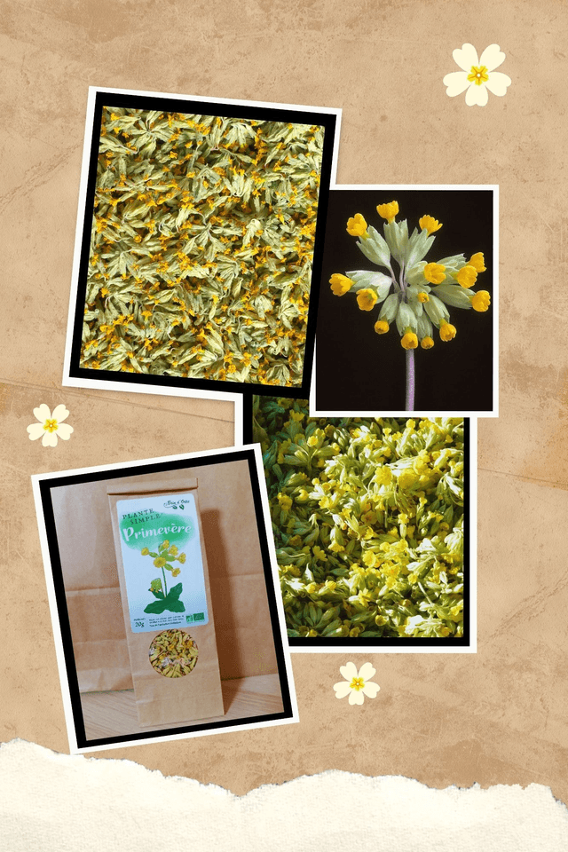 Fleur simple, Primevère