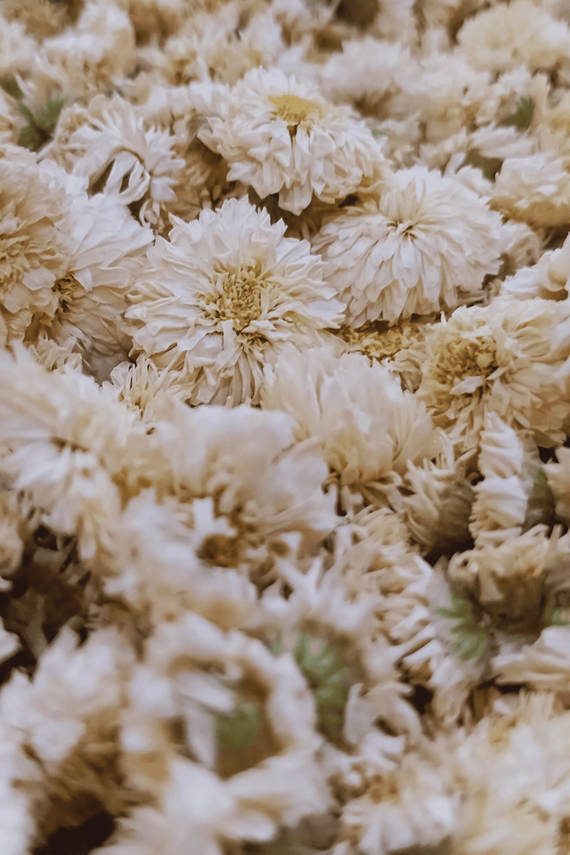 Fleur simple, Camomille romaine