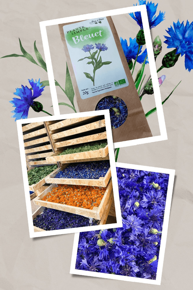 Fleur simple, Bleuet
