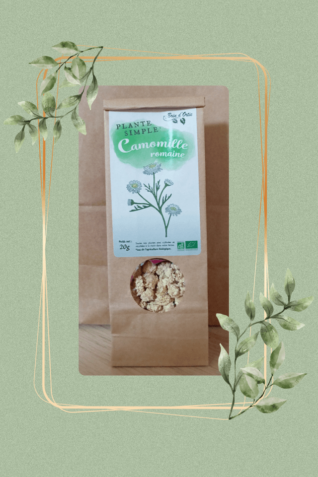 Fleur simple, Camomille romaine