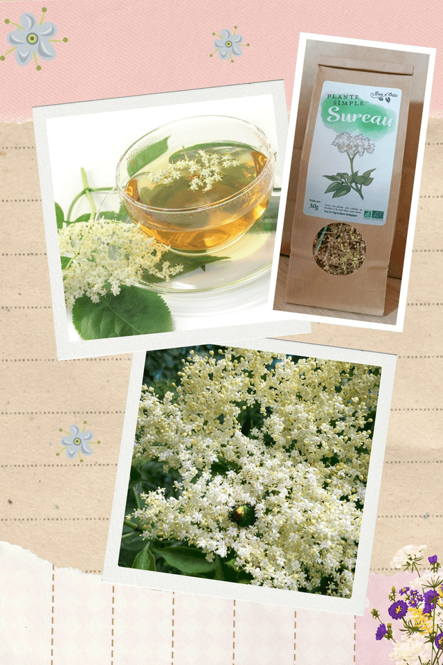 Fleur simple, Sureau