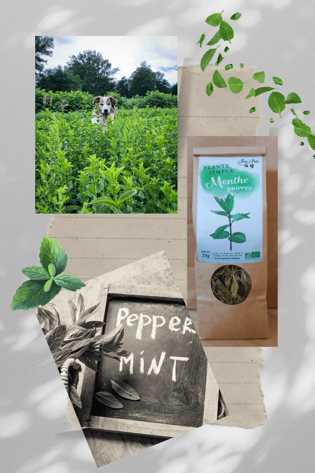 Plante simple, Menthe poivrée