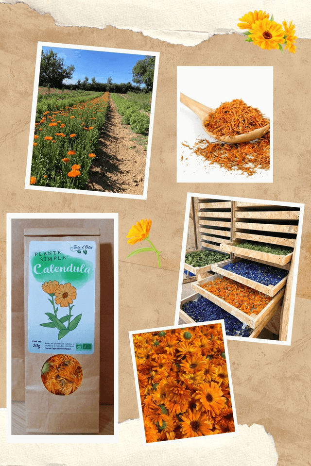 Fleur simple, Calendula