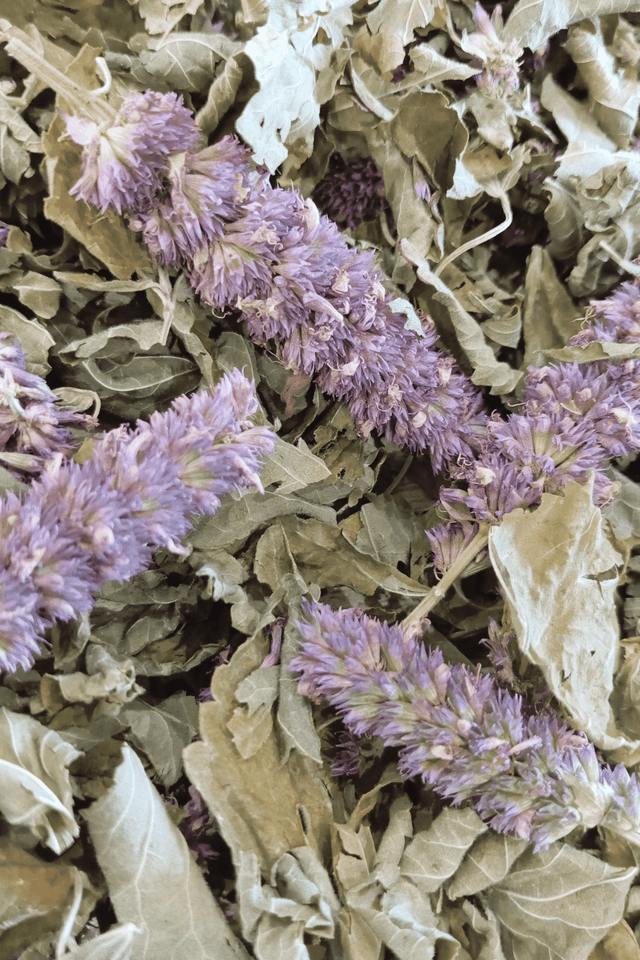 Plante simple, Agastache
