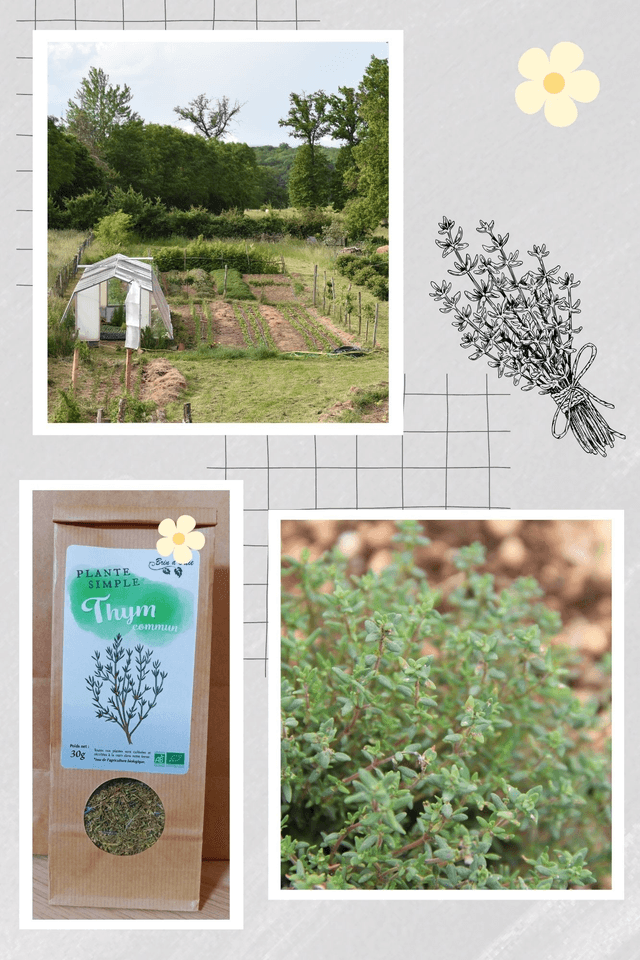 Plante simple, Thym commun