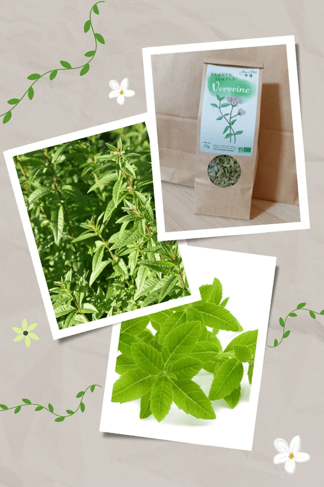Plante simple, Verveine