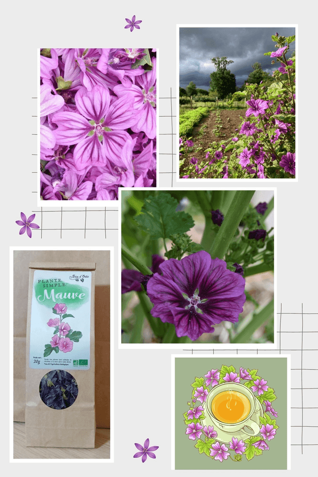 Fleur simple, Mauve