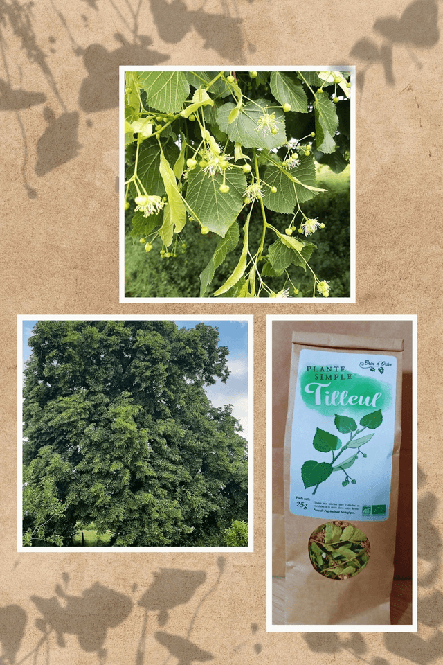 Fleur simple, Tilleul