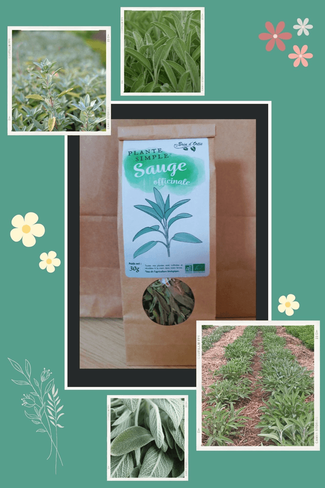 Plante simple, Sauge officinale