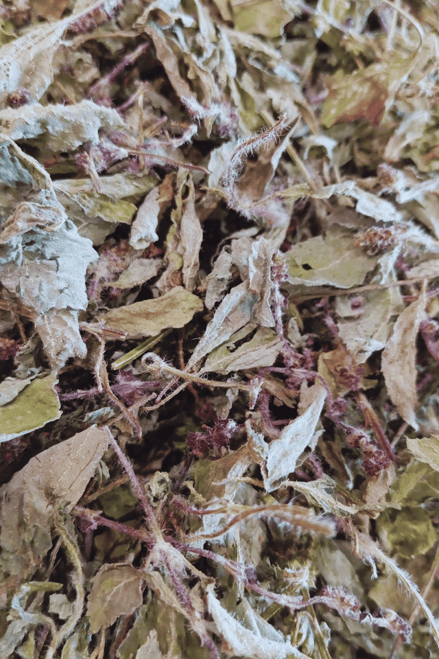 Plante simple, Basilic tulsi