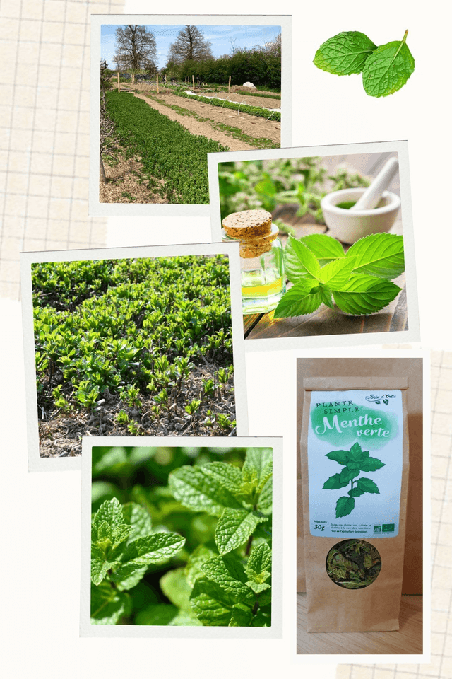 Plante simple, Menthe verte